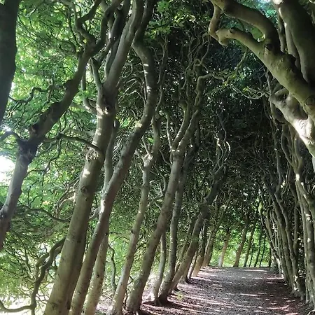 Cornfield * アーネム