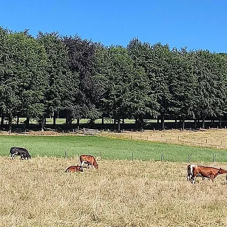 Cornfield * Arnhem