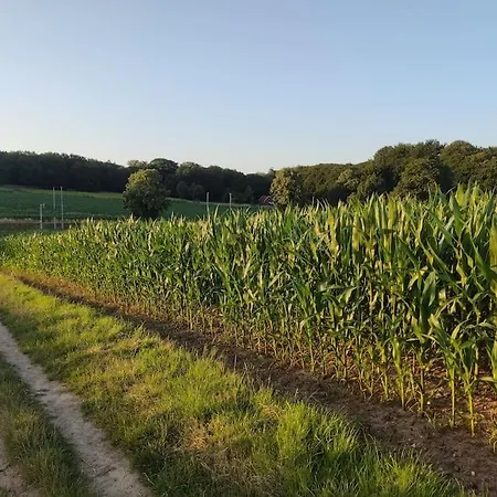 Cornfield Arnhem