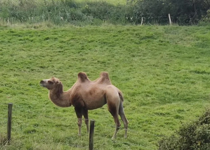 Cornfield Appartamento *
