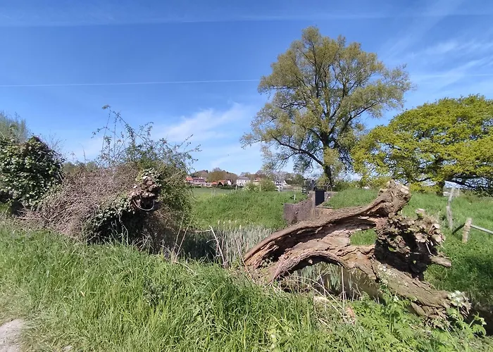 Cornfield * أرنهيم